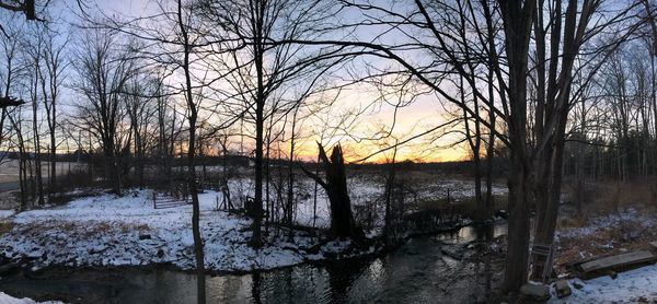 Bare trees on lake during winter