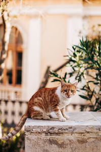 Cat sitting on retaining wall