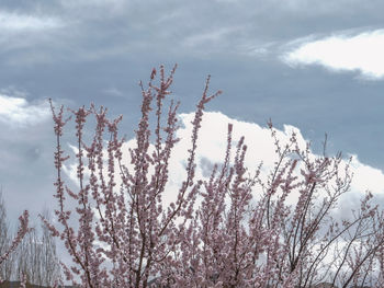 Low angle view of plants against sky