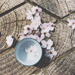 High angle view of cherry blossom in flower pot