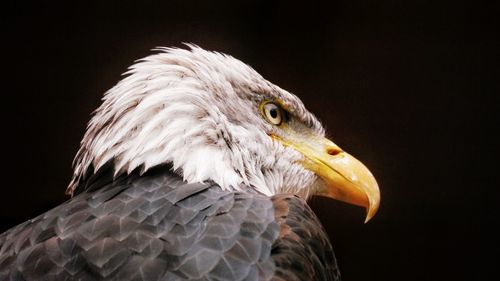 Close-up of eagle against black background