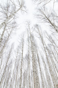 Low angle view of bare trees