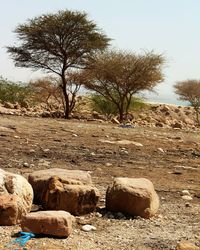 View of trees on landscape against clear sky