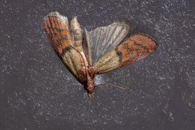 High angle view of butterfly on dry leaf