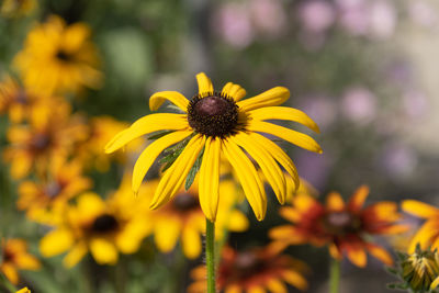 Close-up of yellow daisy flower