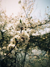 Close-up of cherry blossoms in spring