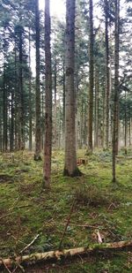 Trees in forest