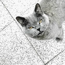 Close-up portrait of black cat on floor