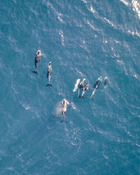 Dolphins playing in ocean