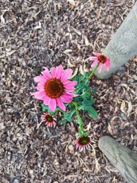 High angle view of pink flowering plants