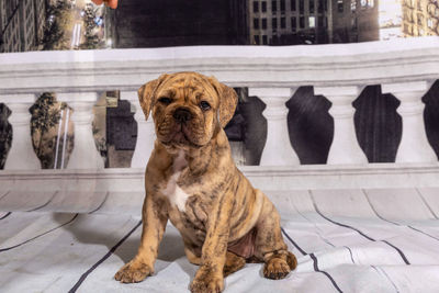 Portrait of dog sitting on seat