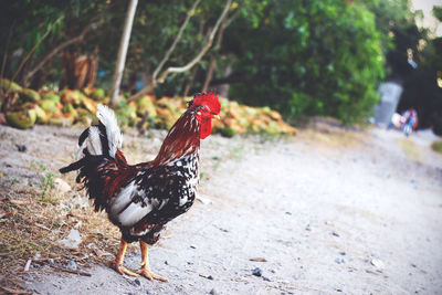 View of rooster on street