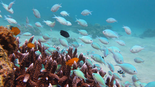 View of fish swimming in sea