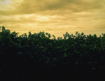 Plants growing on land against sky