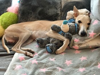 Portrait of dog with toy lying on bed at home