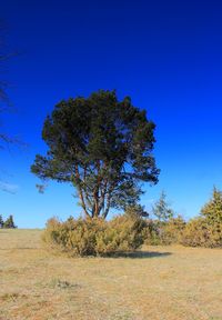 Trees on field against clear blue sky