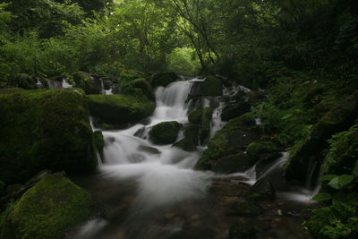 Scenic view of waterfall in forest