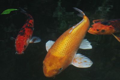 Close-up of koi fish in water