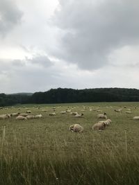 Flock of sheep on grassy field against sky