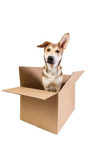 Portrait of dog against white background