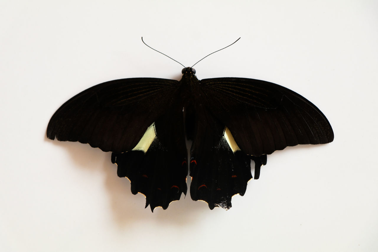 CLOSE-UP OF BUTTERFLY ON WHITE BACKGROUND