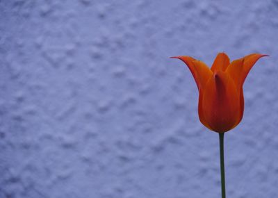 Close-up of orange rose flower