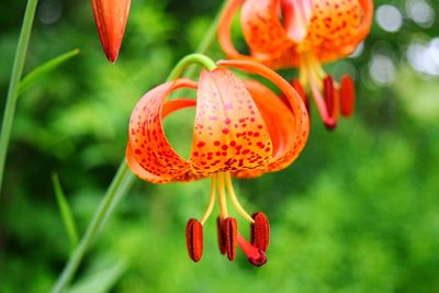 Close-up of orange tulips blooming outdoors