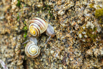 Close-up of snail on rock