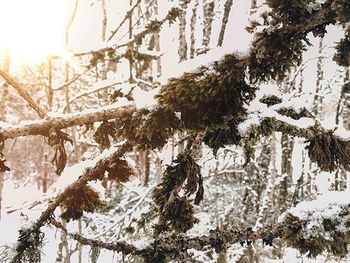 Snow covered trees