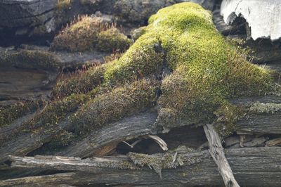 Plants growing on tree trunk