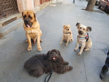 High angle view of dogs on street