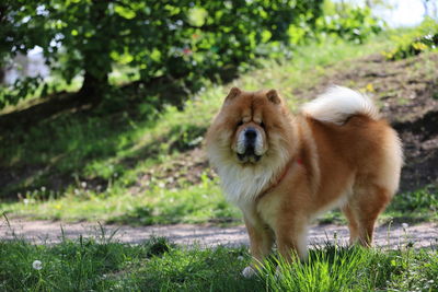 Dog in a field, chow chow