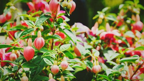 Close-up of flowering plants