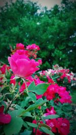 Close-up of pink flowers