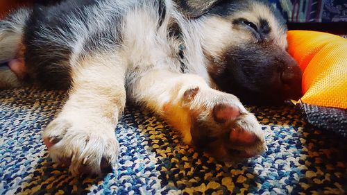 Close-up of dog relaxing at home