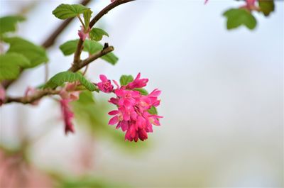 Close-up of pink cherry blossom