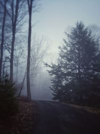 Trees in foggy weather