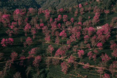 High angle view of pine trees in forest