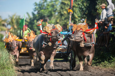 Decorated bulls in farm at event