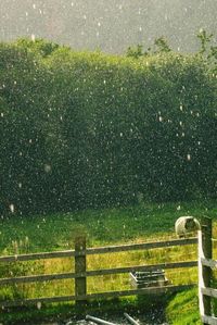 Trees on grassy field
