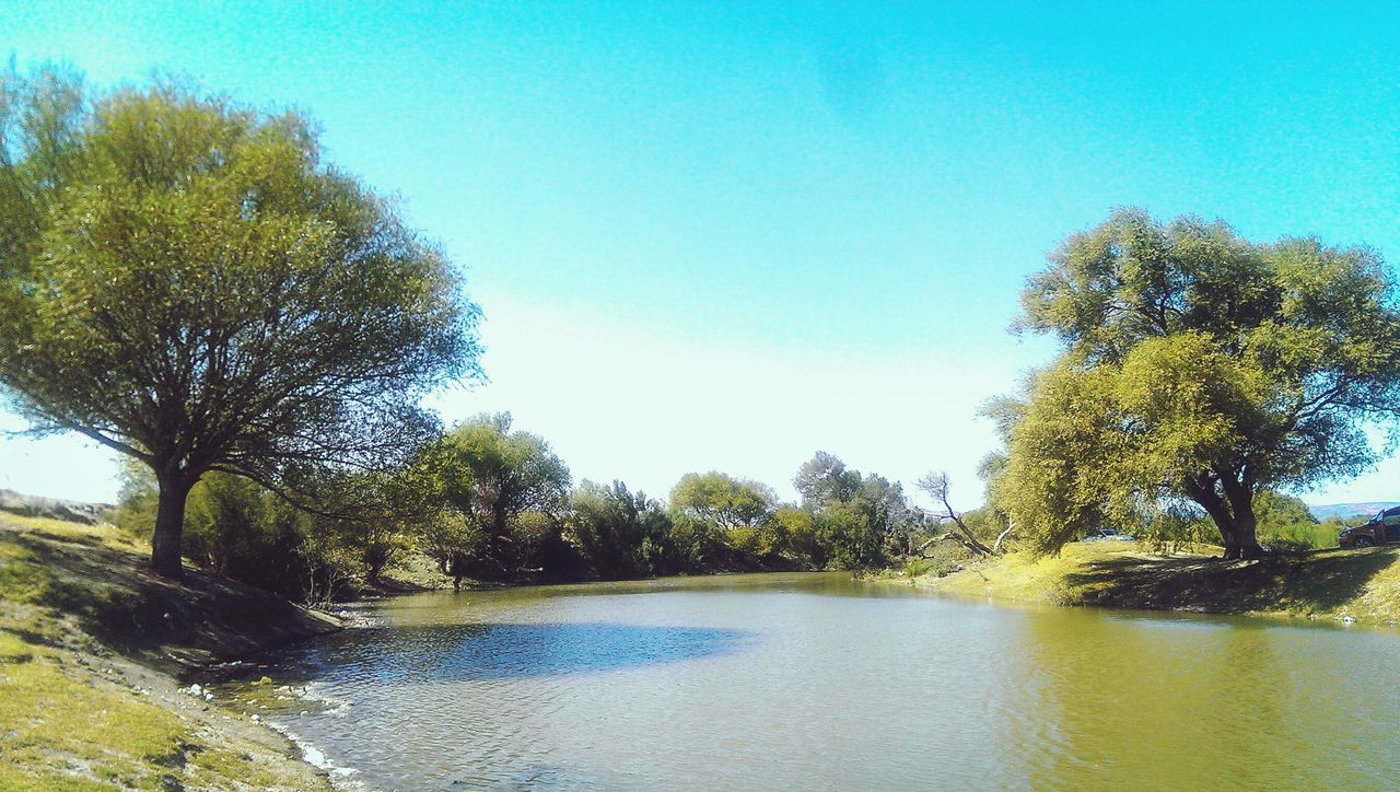 tree, clear sky, water, nature, blue, day, no people, reflection, sky, growth, palm tree, beauty in nature, tranquility, tranquil scene, outdoors, scenics