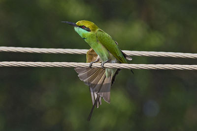 Close-up of bird perching on rope