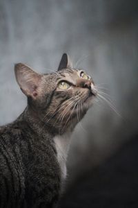 Close-up of a cat looking away