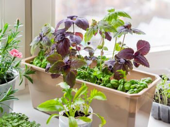 Plastic boxes with basil seedlings. growing edible herbs and microgreen for healthy nutrition. 