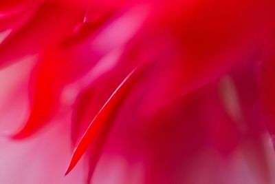 Full frame shot of red flower