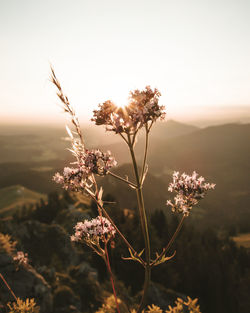 Close-up of wilted flower against sky during sunrise