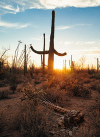 Cactus plant on field against sky during sunset