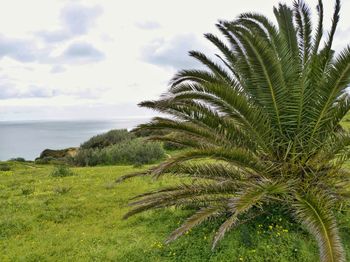 Palm tree by sea against sky