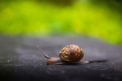 Close-up of snail