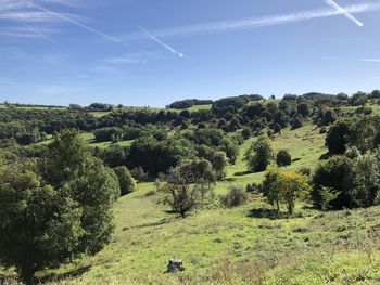 Scenic view of trees on field against sky